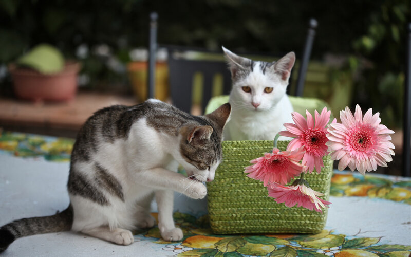 Two Cats on Table