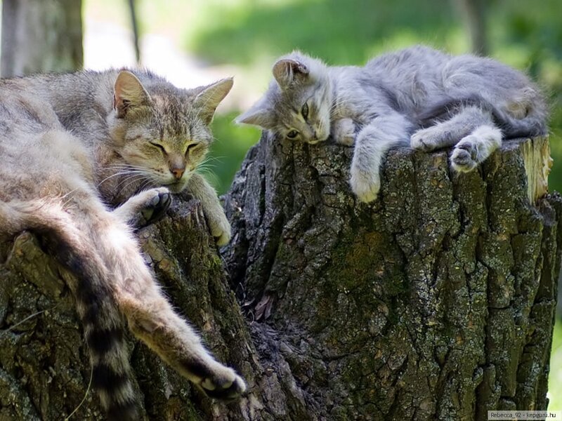 Two Cats on Tree Stump — Gray
