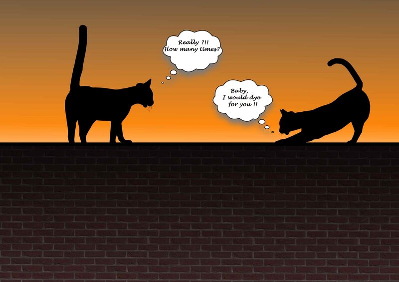 Two Cats on Wall — Black, Dramatic