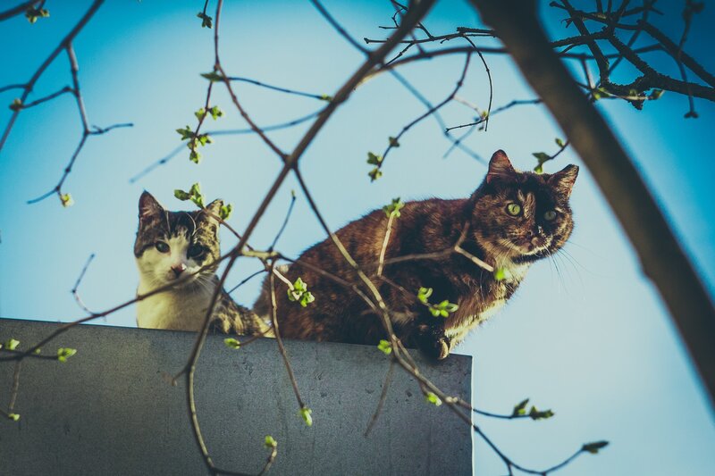 Two Cats on Wall — Blue