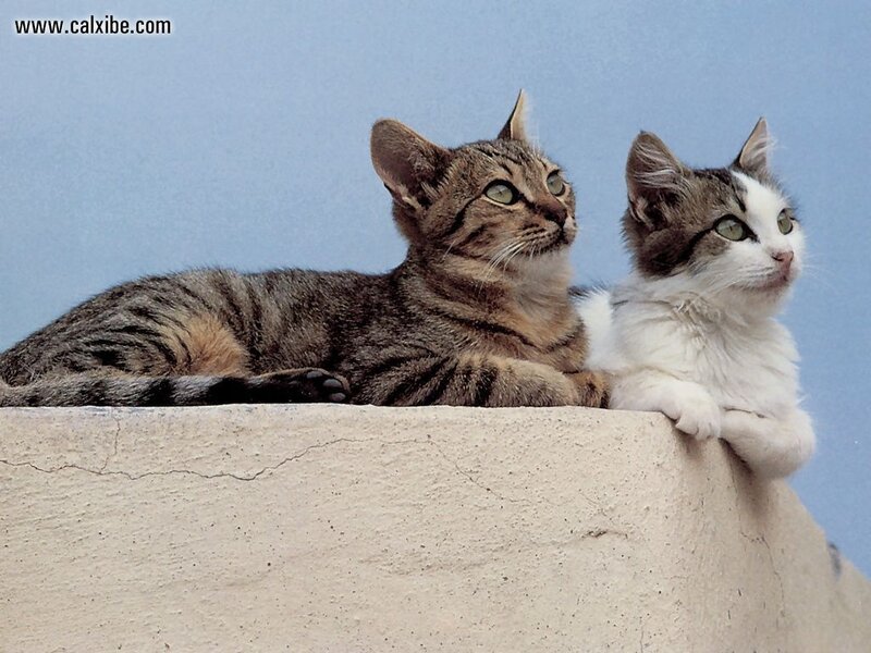 Two Cats on Wall