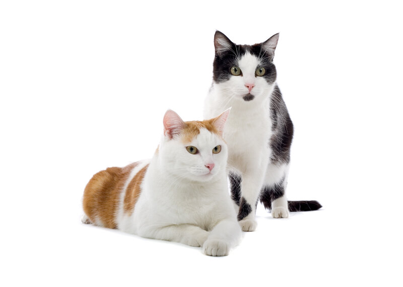 Two Cats on White