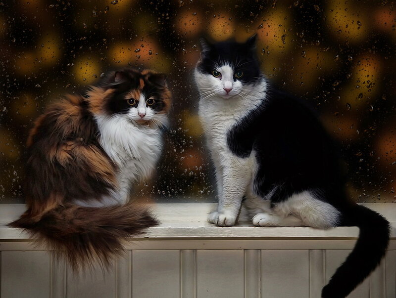 Two Cats on Windowsill — Black, Calm
