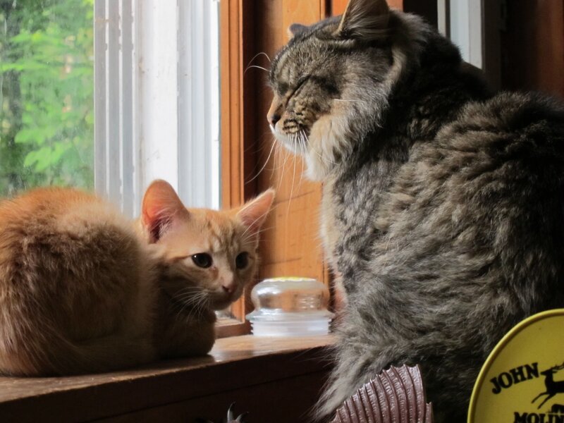 Two Cats on Windowsill — Brown, Calm, Afternoon, Photograph