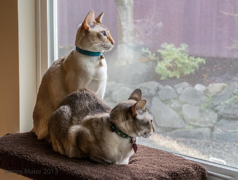 Two Cats on Windowsill — Brown, Calm, Afternoon