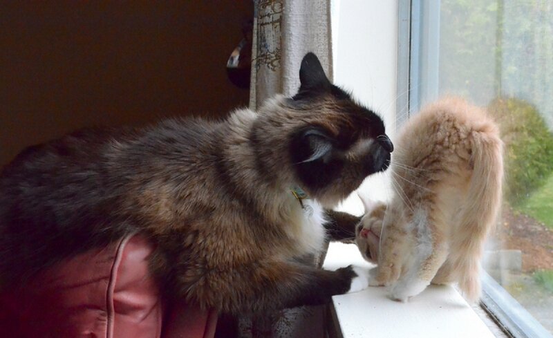 Two Cats on Windowsill — Brown, Calm
