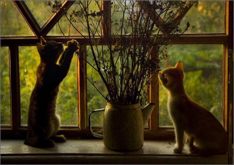 Two Cats on Windowsill — Brown