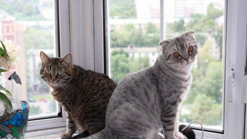 Two Cats on Windowsill — Gray, Calm, Afternoon