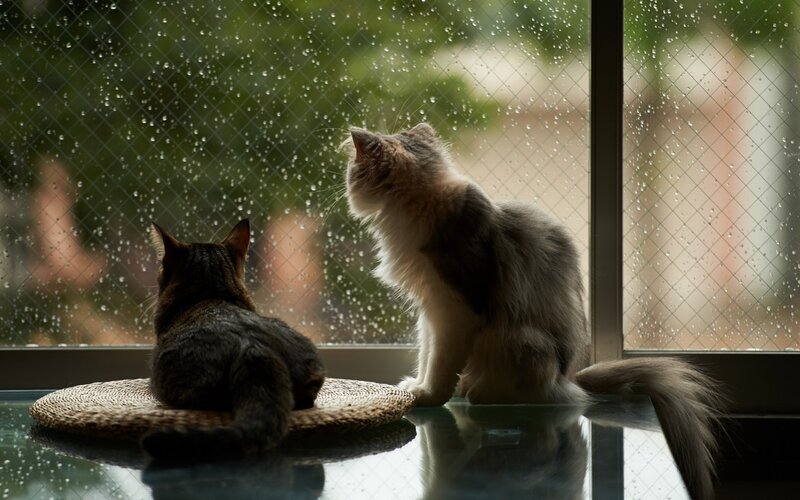 Two Cats on Windowsill — Gray, Calm, Photograph