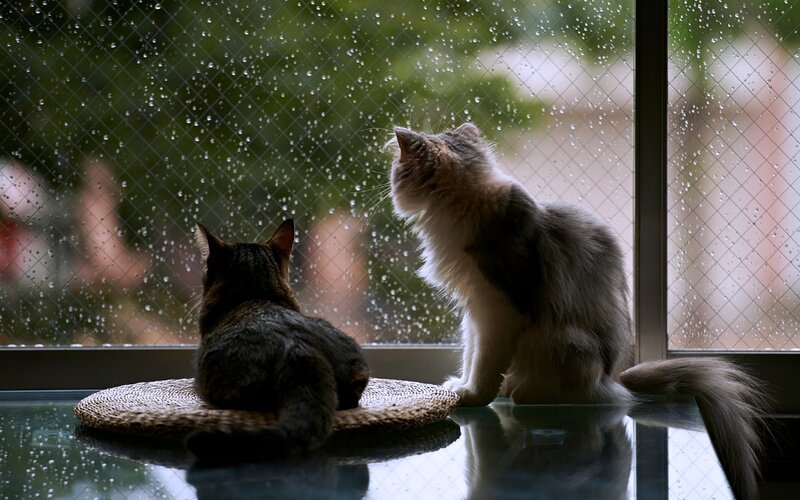 Two Cats on Windowsill — Gray, Calm, Photograph, Window, Raindrops