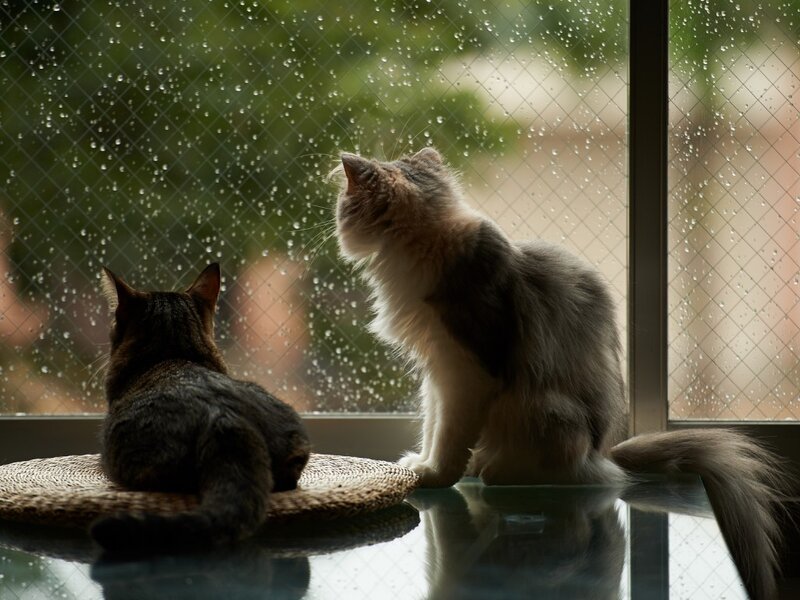 Two Cats on Windowsill — Gray, Calm, Photograph, Window