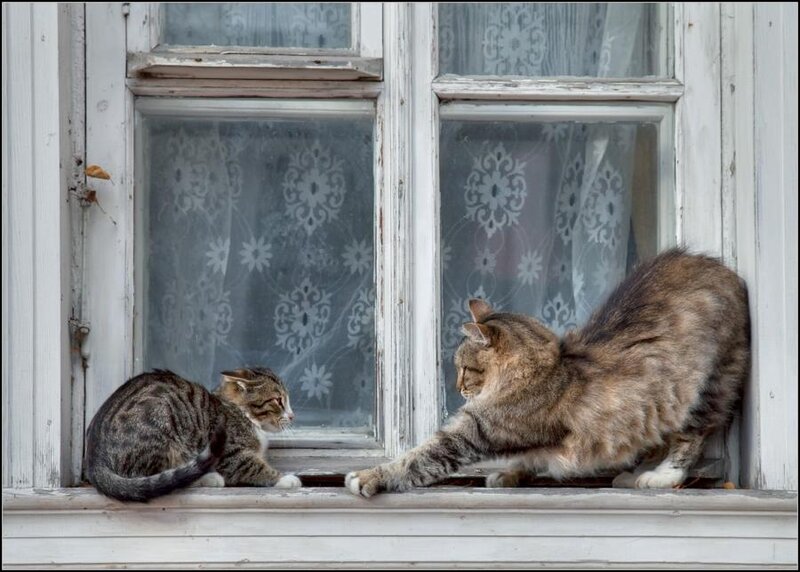 Two Cats on Windowsill — Gray, Calm