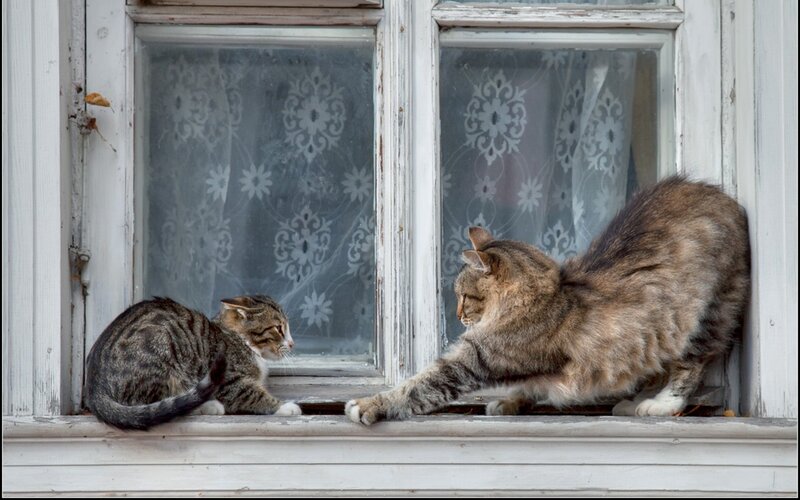 Two Cats on Windowsill — Gray