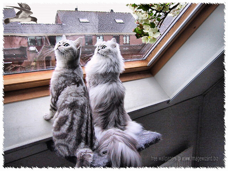 Two Cats on Windowsill