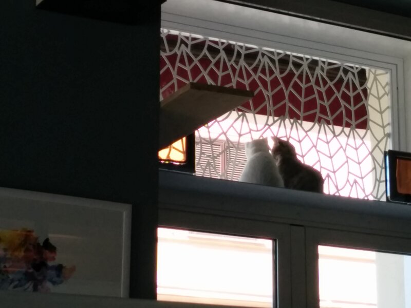 Two Cats on Windowsill — White, Calm, Afternoon, Photograph