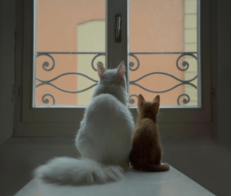 Two Cats on Windowsill — White, Calm, Afternoon