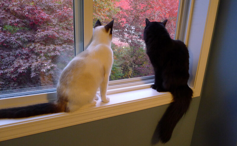 Two Cats on Windowsill — White, Calm, Autumn
