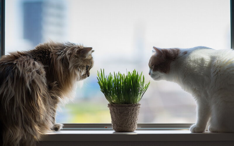 Two Cats on Windowsill — White, Calm, Morning, Photograph