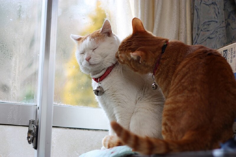 Two Cats on Windowsill — White, Calm, Morning