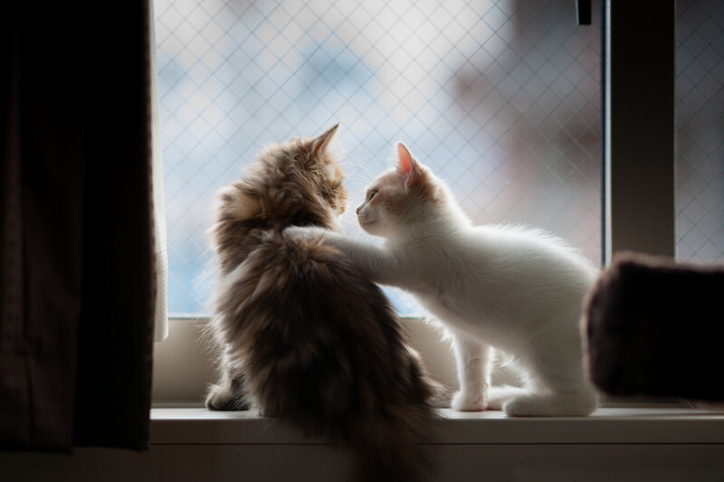 Two Cats on Windowsill — White, Calm, Photograph