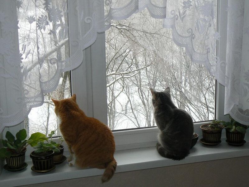 Two Cats on Windowsill — White, Calm