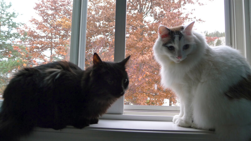 Two Cats on Windowsill — White