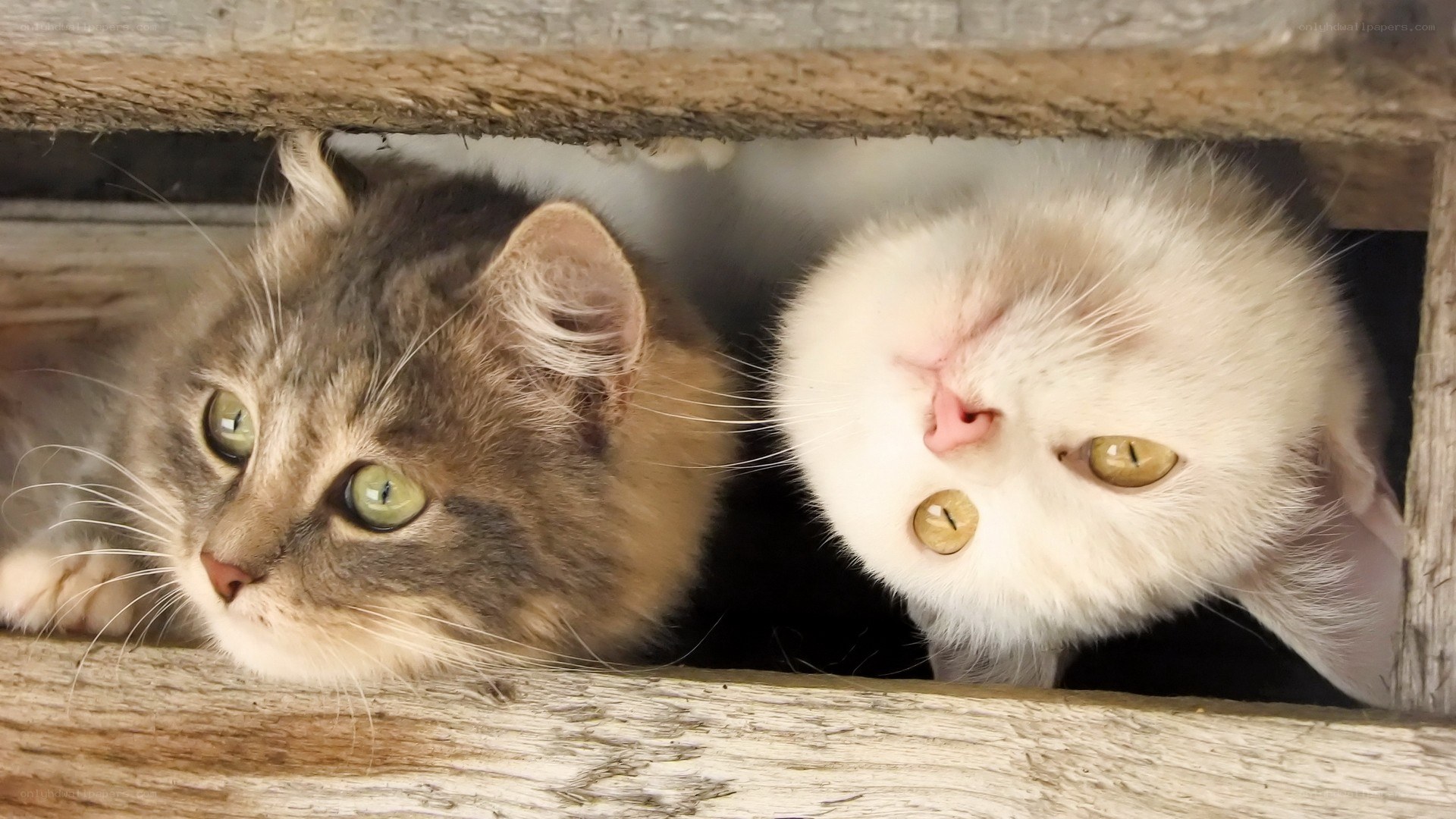 two cats peeking from a box