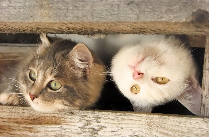 Two cats peeking from a box
