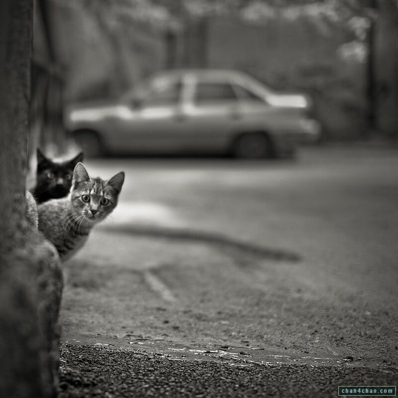 Two cats peeking from a corner