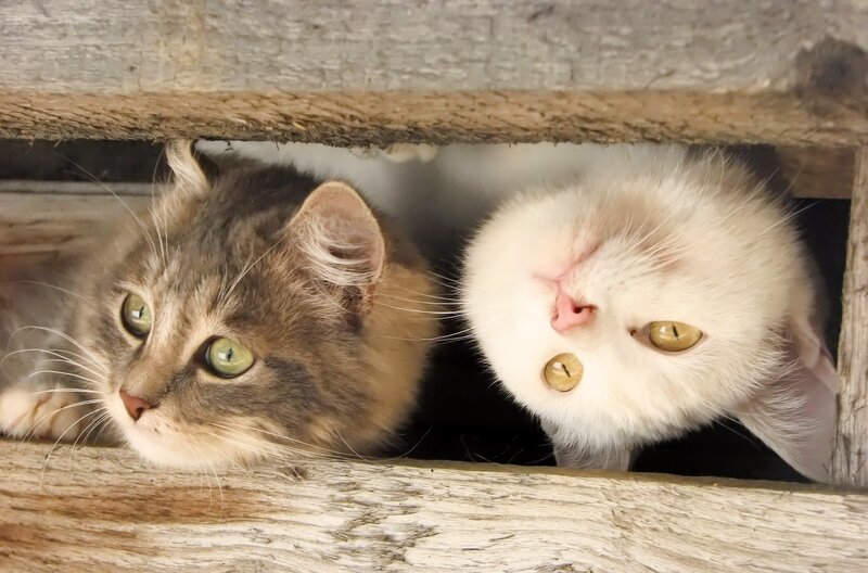 Two cats peeking from a wooden box