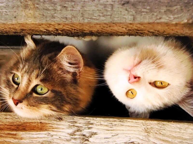 Two Cats Peeking Out — Brown