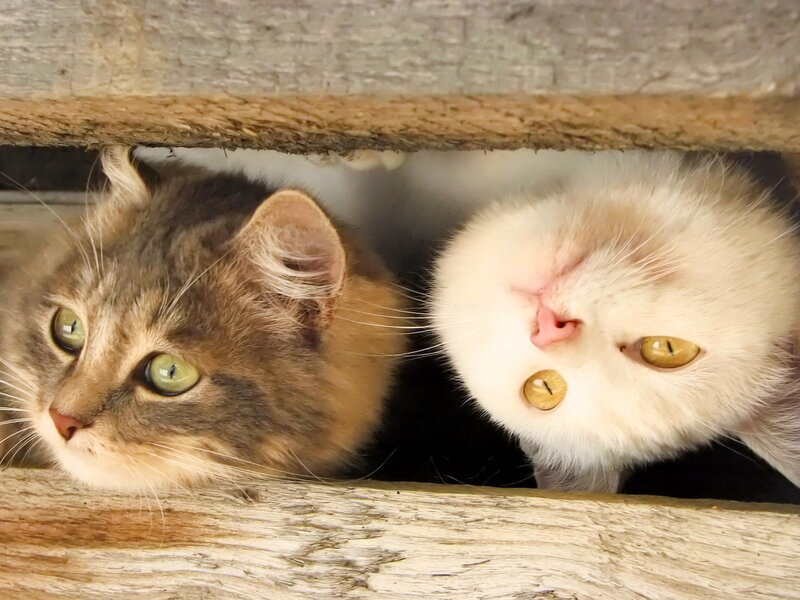 Two Cats Peeking Out