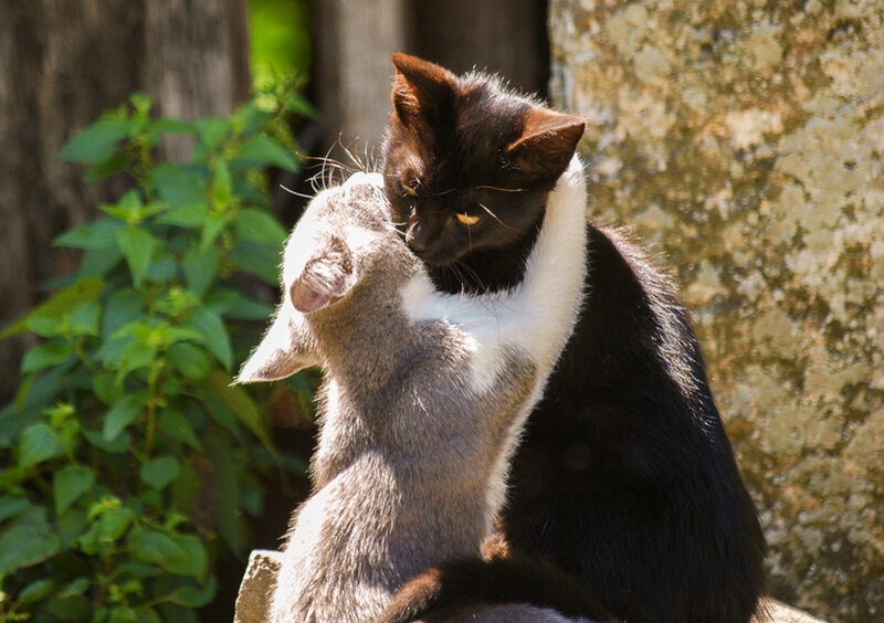 Two Cats Playing — Black