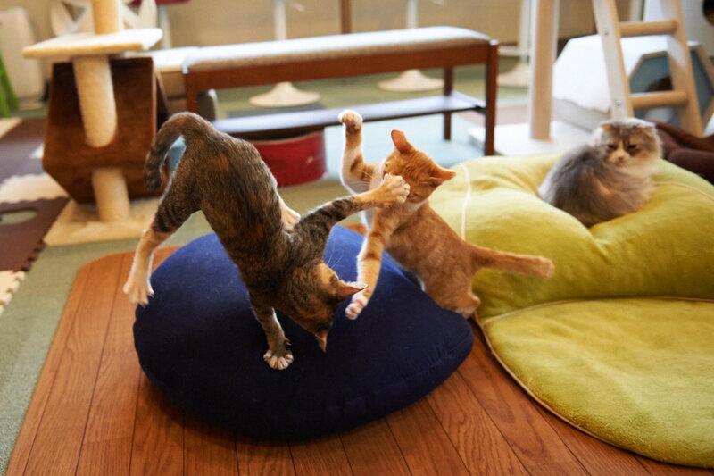 Two Cats Playing — Blue