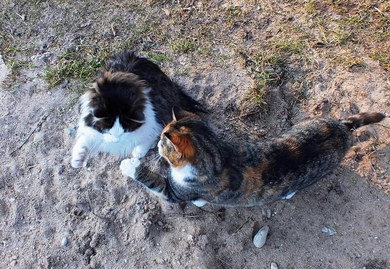 Two Cats Playing — Brown, Playful, Afternoon