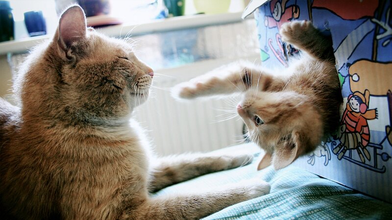 Two Cats Playing — Brown, Playful, Morning, Photograph, Box