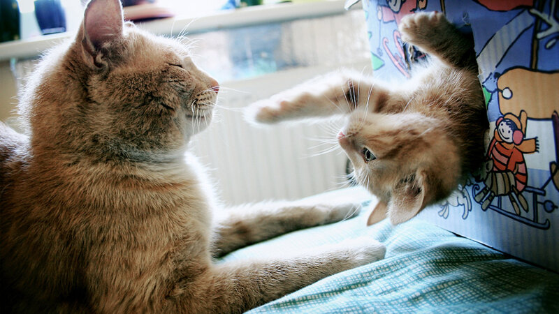 Two Cats Playing — Brown
