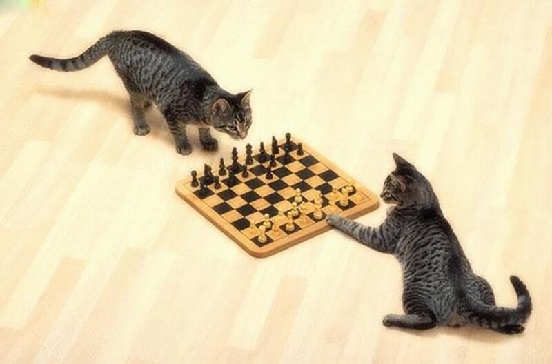 Two Cats Playing Chess — Brown
