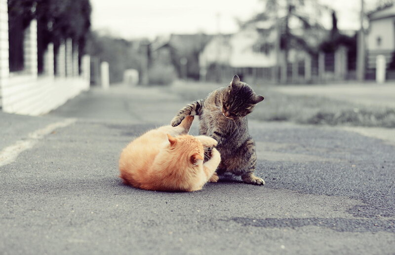Two Cats Playing — Gray, Playful, Afternoon