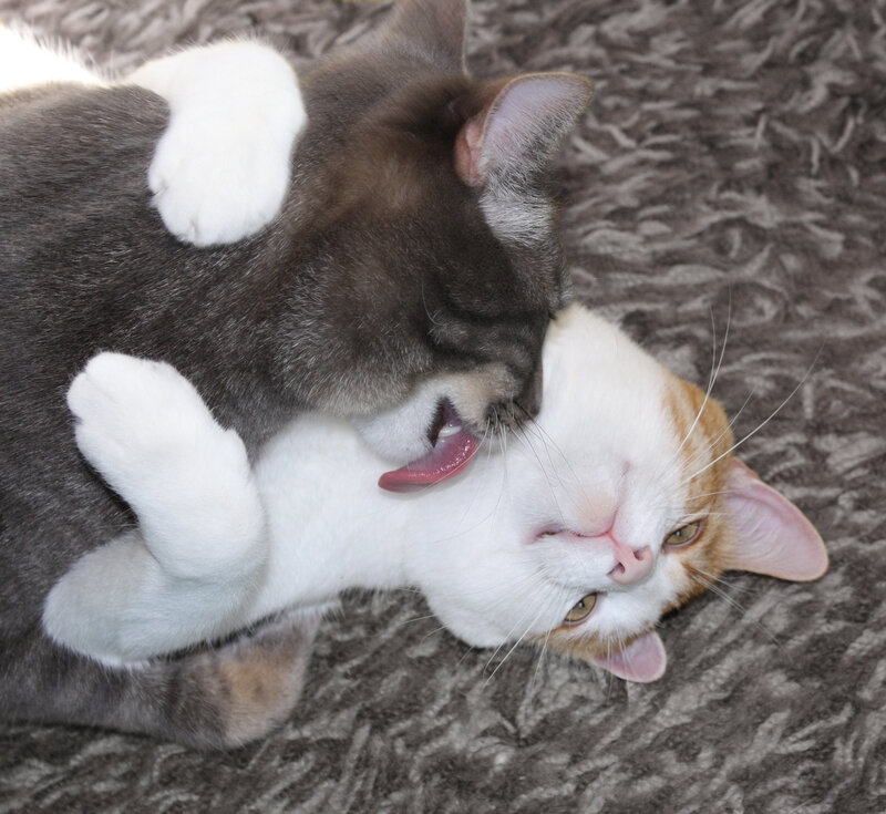 Two Cats Playing — Gray, Playful, Photograph