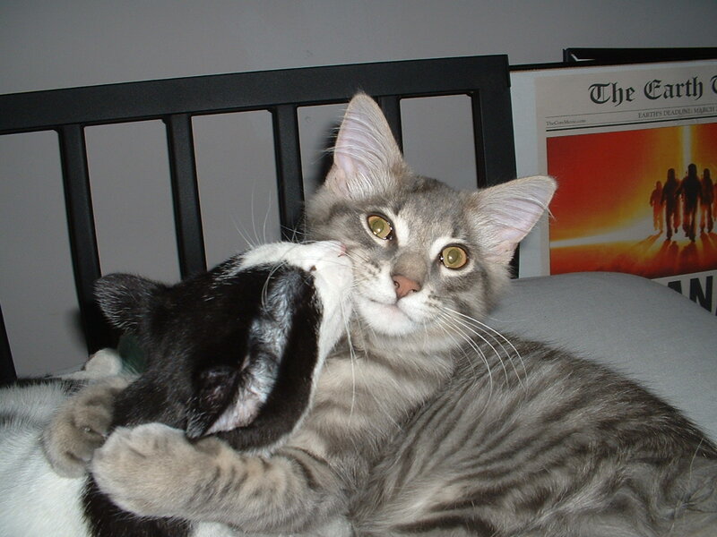 Two Cats Playing — Gray, Playful