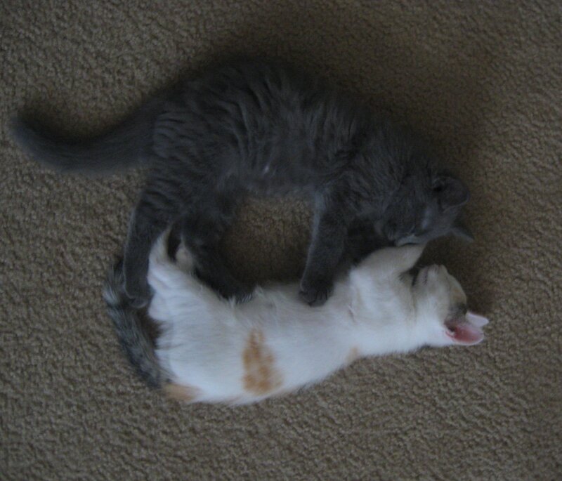Two Cats Playing — Gray