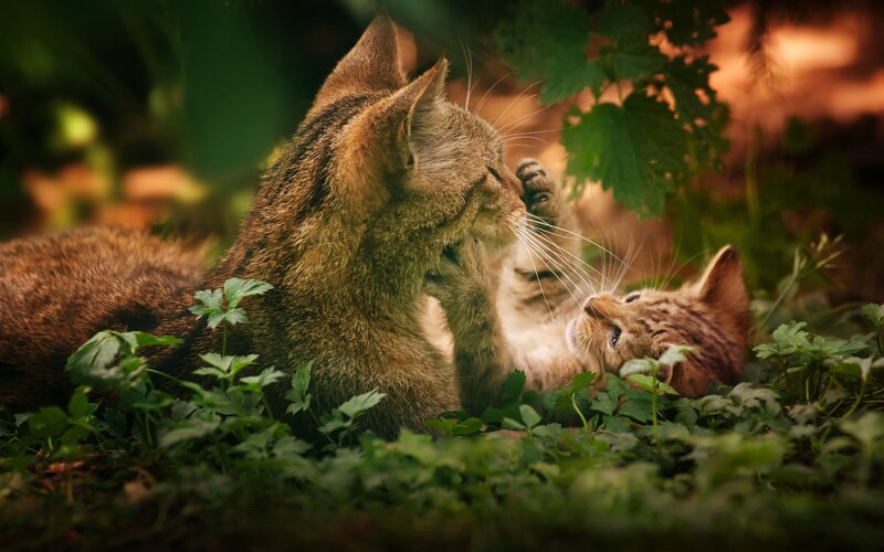 Two Cats Playing — Green, Peaceful, Afternoon