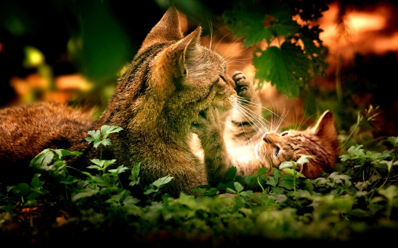Two Cats Playing — Green, Peaceful