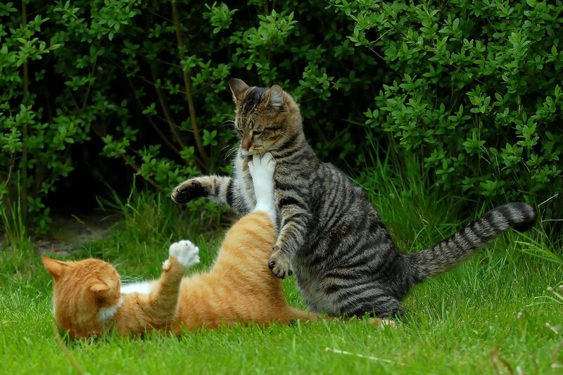 Two Cats Playing — Green, Playful, Afternoon, Photograph, Grass, Bushes, Cat