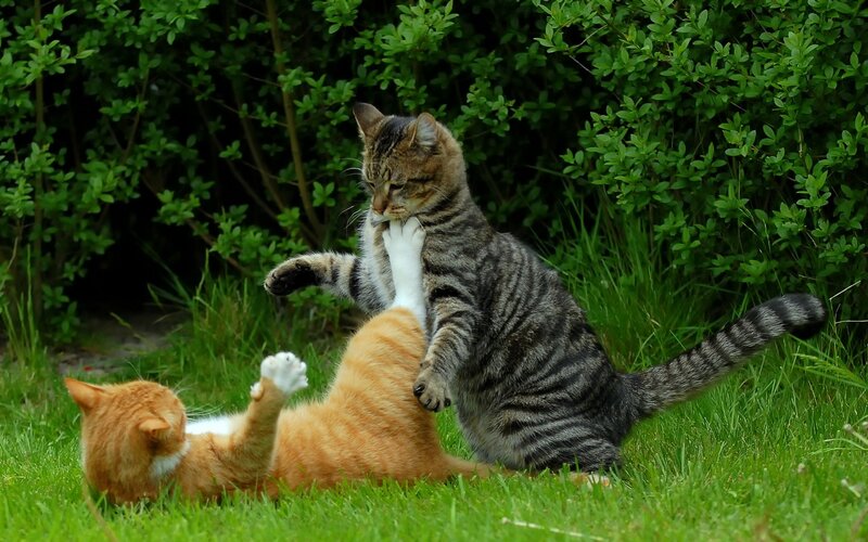 Two Cats Playing — Green, Playful, Afternoon, Photograph, Grass, Bushes