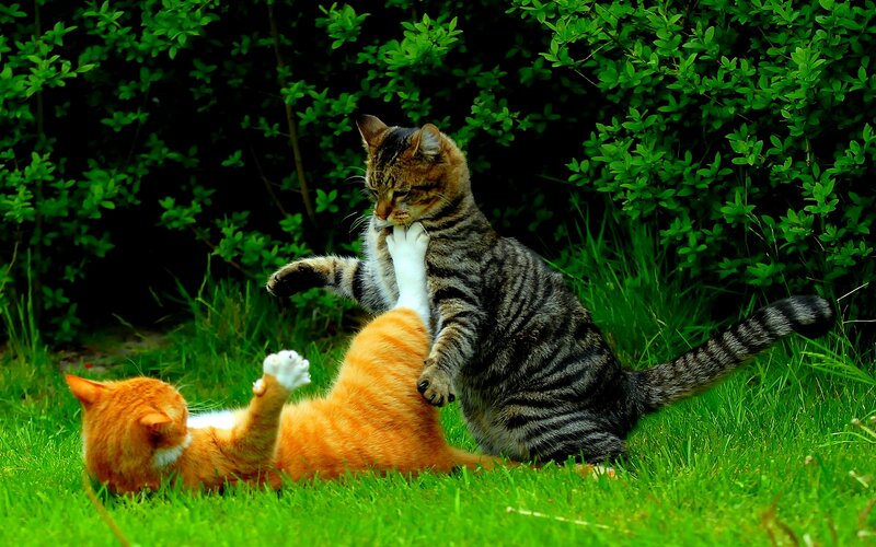 Two Cats Playing — Green, Playful, Afternoon