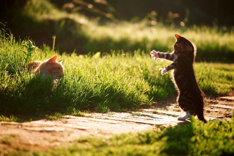 Two Cats Playing — Green, Playful, Sunset, Photograph