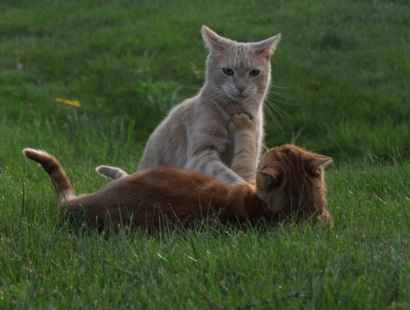 Two Cats Playing — Green, Playful, Sunset
