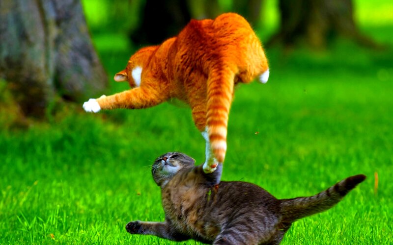 Two Cats Playing — Green, Playful
